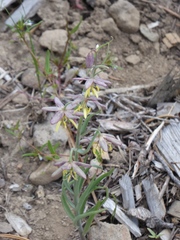 Fritillaria atropurpurea