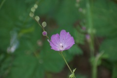 Sidalcea asprella