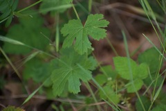 Sidalcea asprella