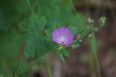 Sidalcea asprella