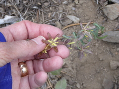 Fritillaria atropurpurea