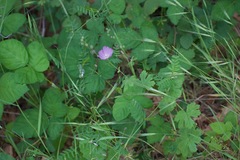 Sidalcea asprella
