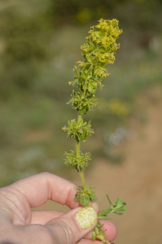 Cruciata taurica (Cruciata taurica)