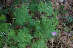 Sidalcea asprella