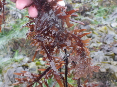 Prionitis lanceolata