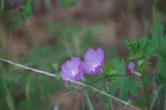 Sidalcea asprella