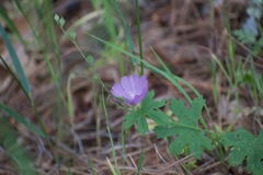 Sidalcea asprella