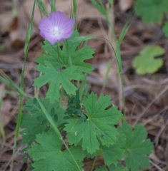 Sidalcea asprella