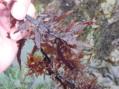 Prionitis lanceolata