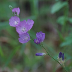 Sidalcea asprella