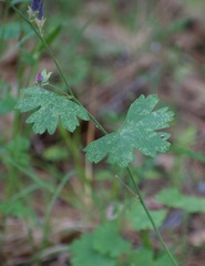 Sidalcea asprella
