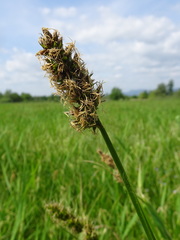 Carex vulpina