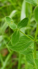 Hypericum maculatum maculatum