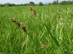 Carex vulpina