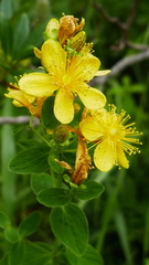 Hypericum maculatum maculatum