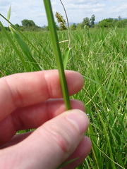 Carex vulpina