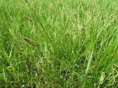 Carex vulpina