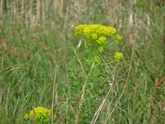 Euphorbia palustris
