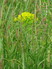 Euphorbia palustris