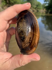 Potamilus amphichaenus