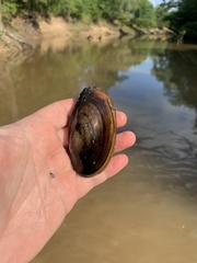 Potamilus amphichaenus