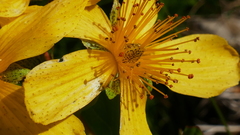 Hypericum richeri burseri