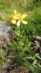 Hypericum richeri burseri