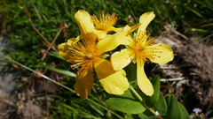 Hypericum richeri burseri