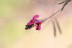 Indigofera pedunculata image