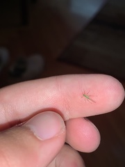 Aphididae