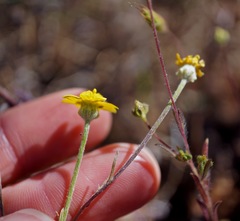 Pseudobahia heermannii