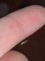 Aphididae