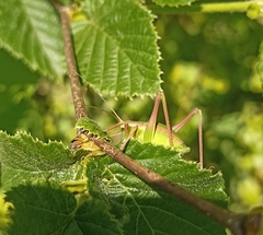 Isophya pyrenaea