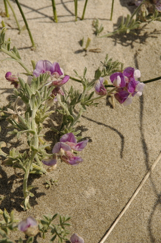 silky beach pea (Lathyrus littoralis)