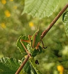 Isophya pyrenaea