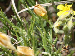 Genista lobelii