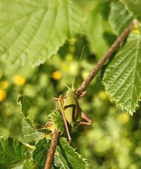 Isophya pyrenaea