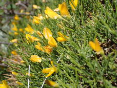 Genista lobelii
