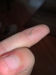 Aphididae
