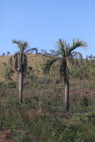 Manambe palm
