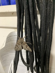 Catocala umbrosa