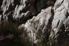 Erica thomae thomae