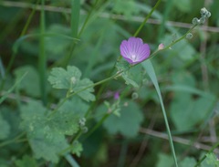 Sidalcea asprella