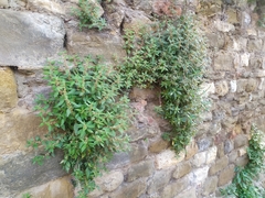 Parietaria