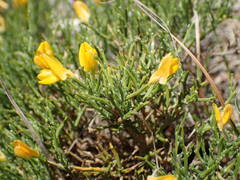 Genista lobelii