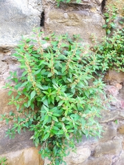 Parietaria