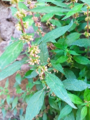 Parietaria