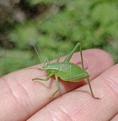 Isophya pyrenaea