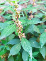Parietaria
