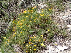 Genista lobelii